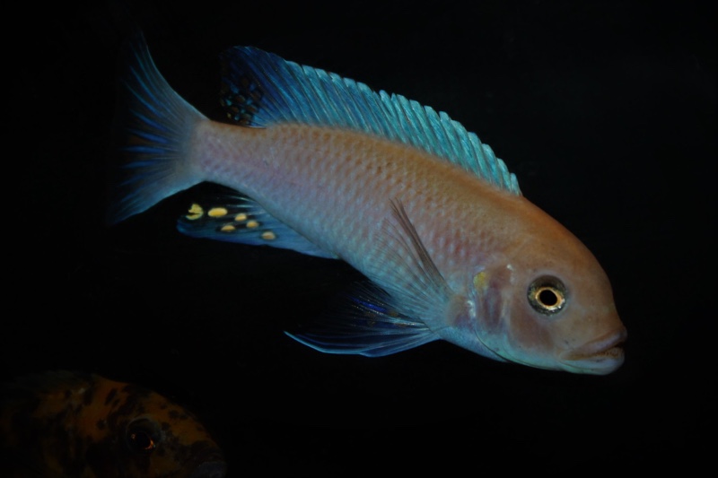 Maylandia estherae 'Minos Reef'